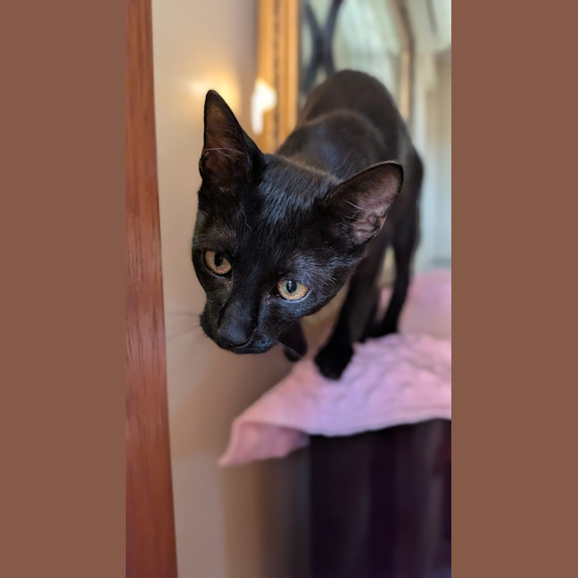 Photo of Veya