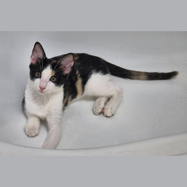 Photo of Olive