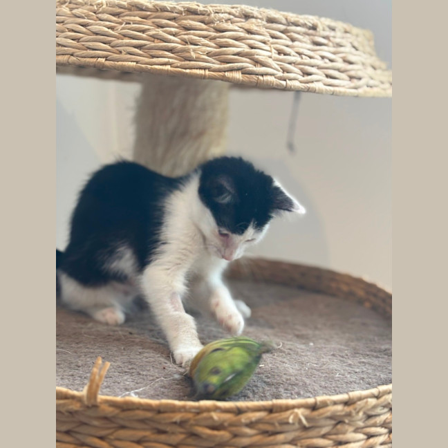 Photo of Kiwi Meet Me@Petstock Mornington Nepean Hwy 