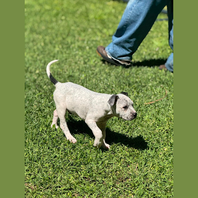 Photo of Charlie   10 Week Old Cattle Dog X