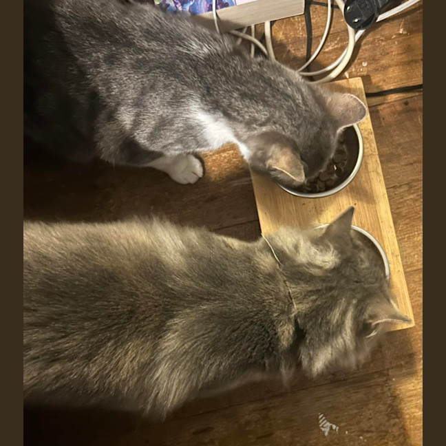 Photo of Bailey And Odin