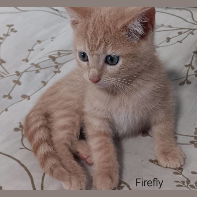 Photo of Firefly