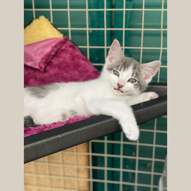 Photo of Jamal**2nd Chance Cat Rescue**