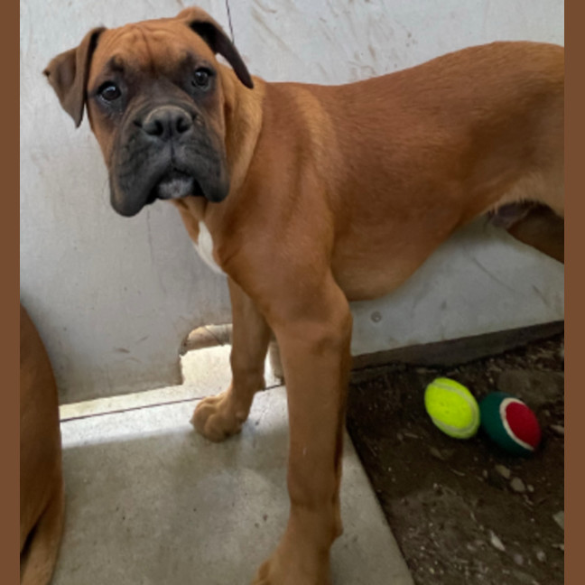 Photo of Boxer Puppies