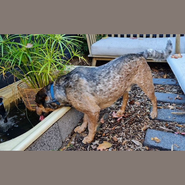 Photo of Richie Rich