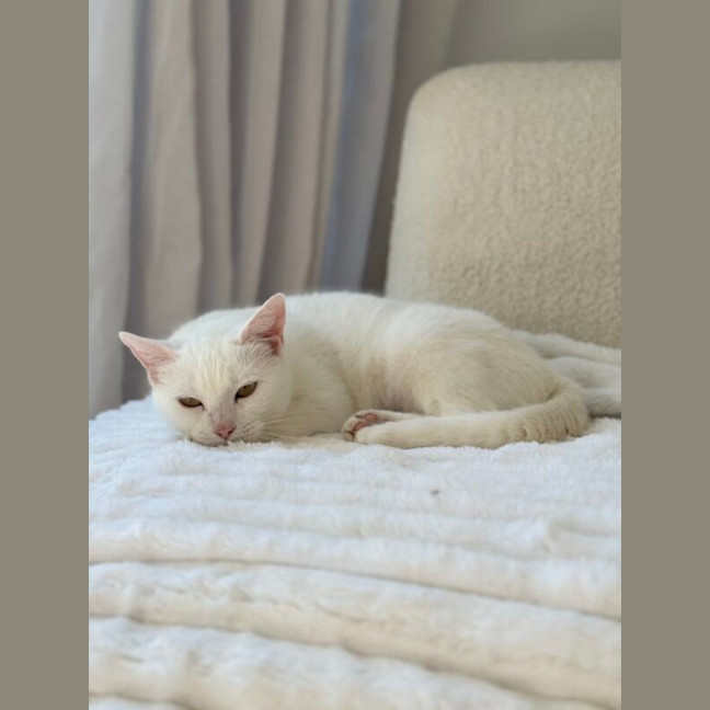 Photo of Antoinette