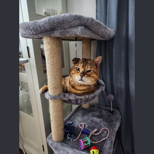 Photo of Neil Catrick Harris