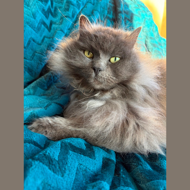 Photo of Lychee
