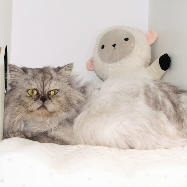 Photo of Yeti