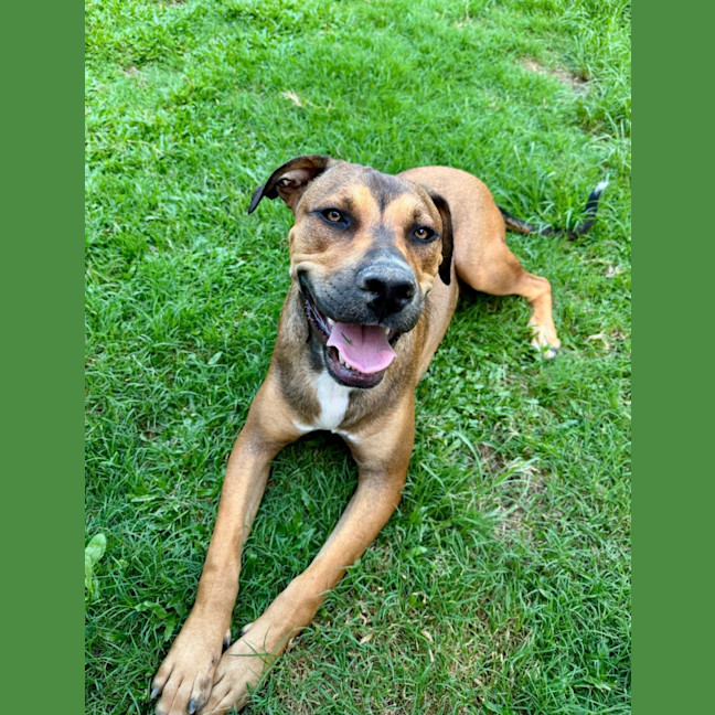Photo of Buddy