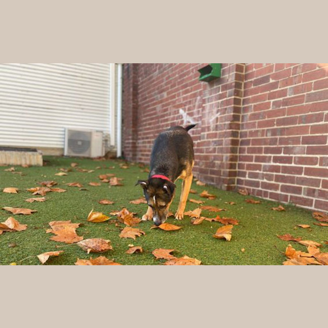 Photo of Brownie