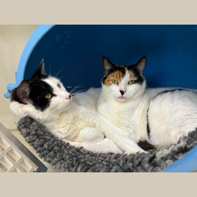 Photo of 🎠 Clancy 5624 🎠