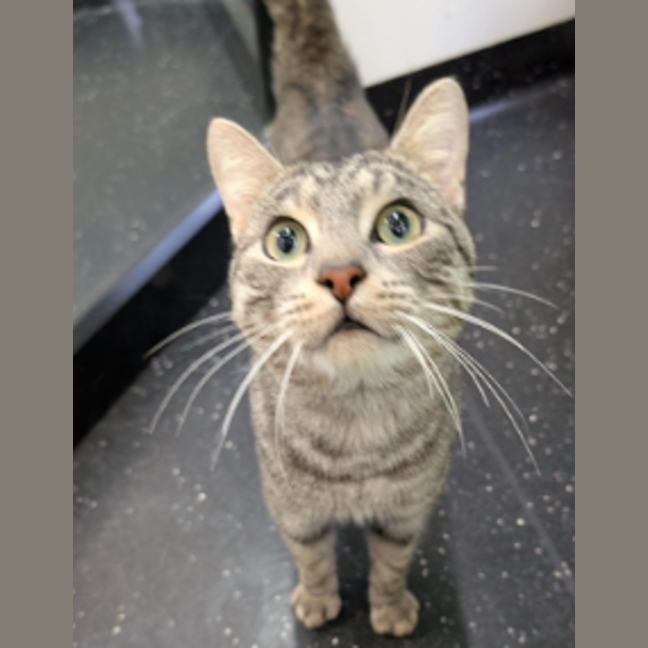 Photo of Gentle Spike