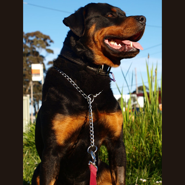 Photo of Harley