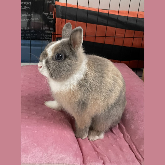 Photo of Butter 
