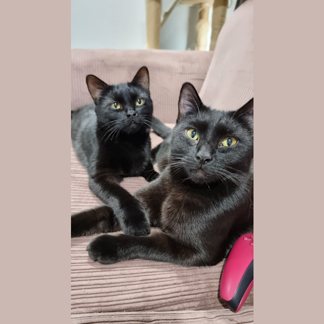 Photo of Bonnie *Fostered In Perth