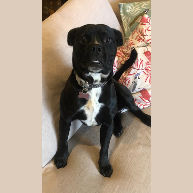 Photo of Buster ❤️