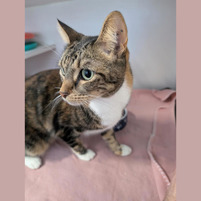 Photo of Nala 