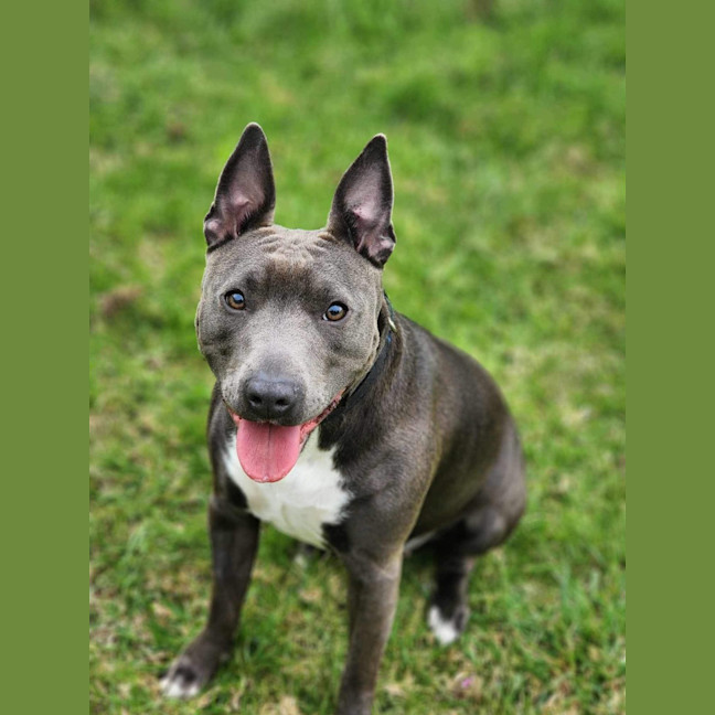 Photo of 🏏 Sharon Strzelecki 5432 🏏