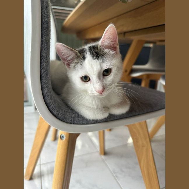 Photo of Guppy