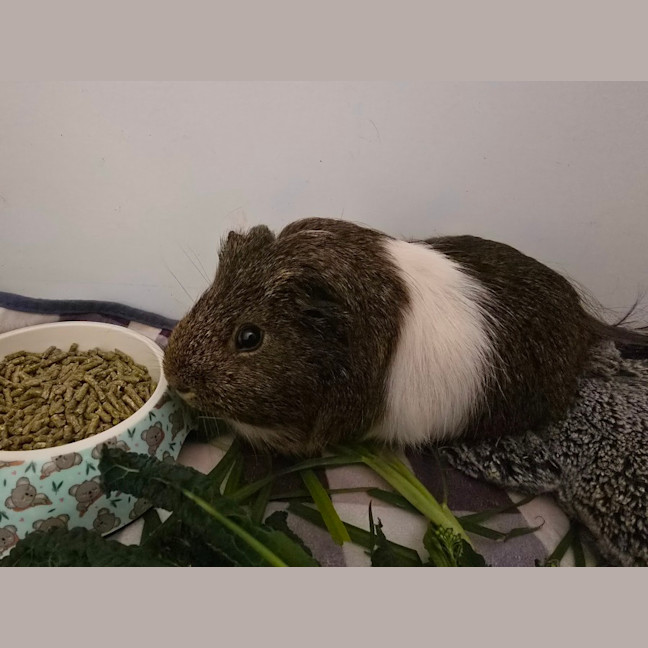 Photo of Bean & Pop Corn