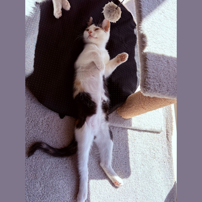 Photo of Millie   Reduced Adoption Fee