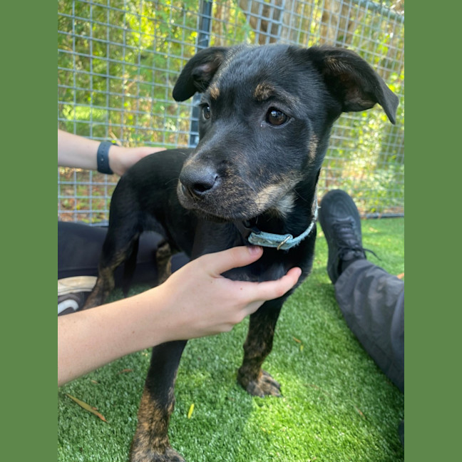 Photo of D1064 Posie