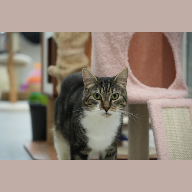 Photo of Jetson