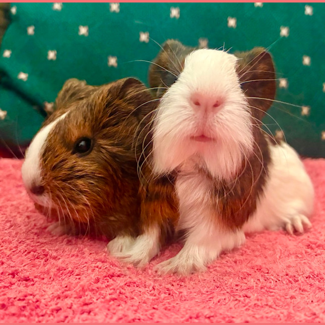 Photo of Walnut And Oakley