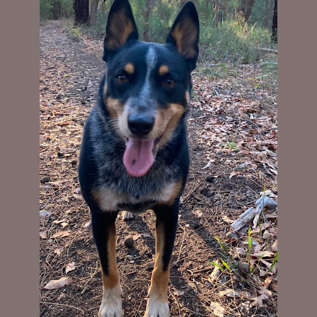 Photo of Patches 