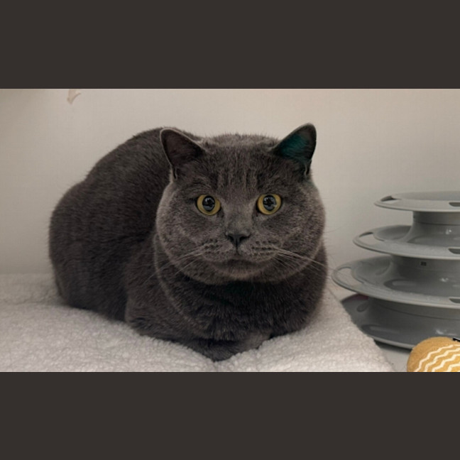 Photo of Romeo