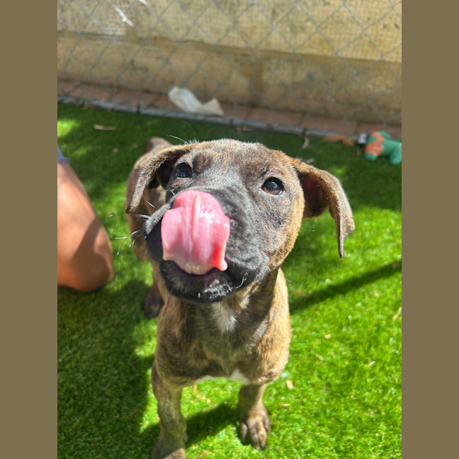 Photo of Nancy (Nala)