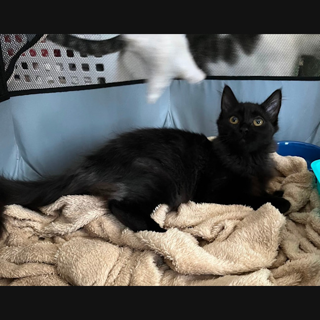 Photo of Coco