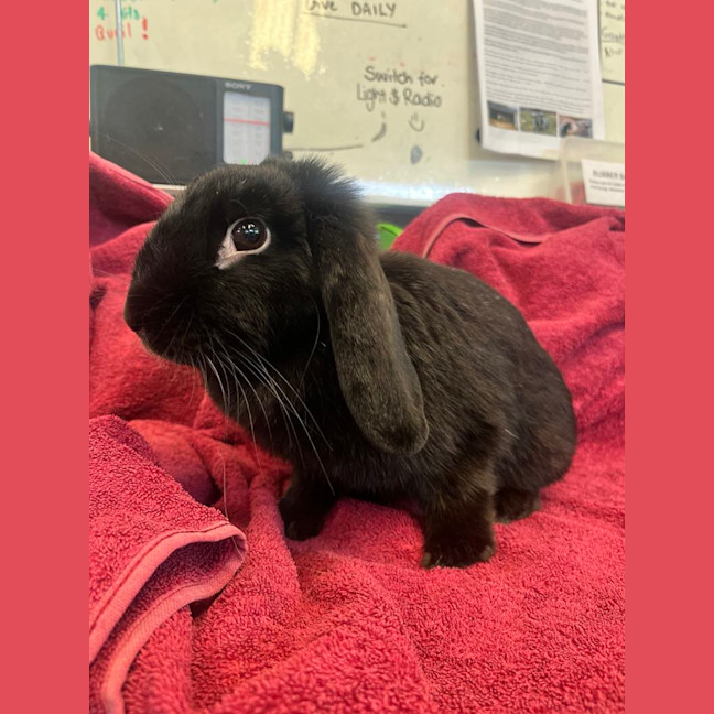 Photo of Strawberry