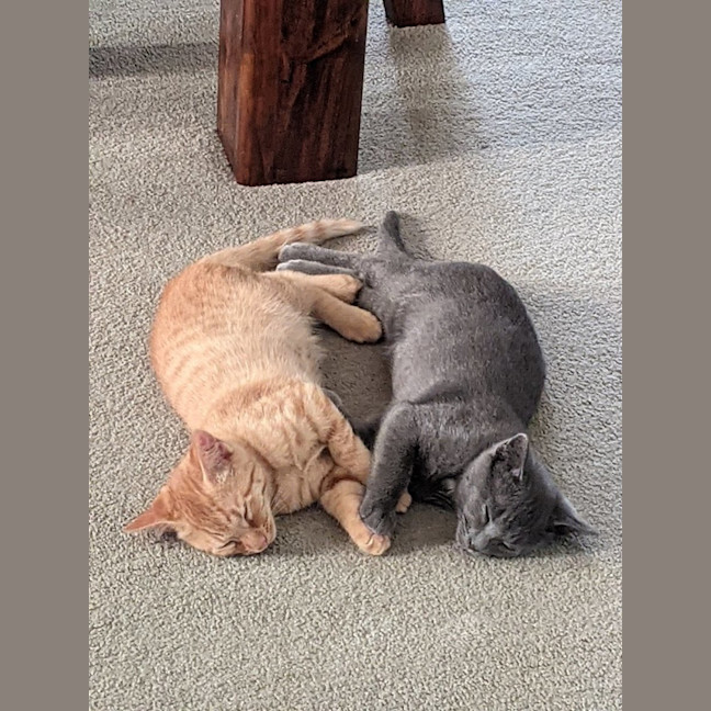 Photo of Simba