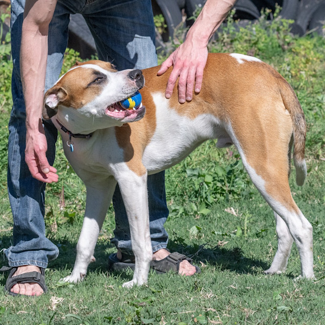 Photo of Rusty