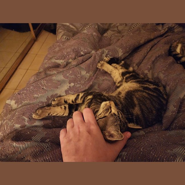 Photo of Splinter 