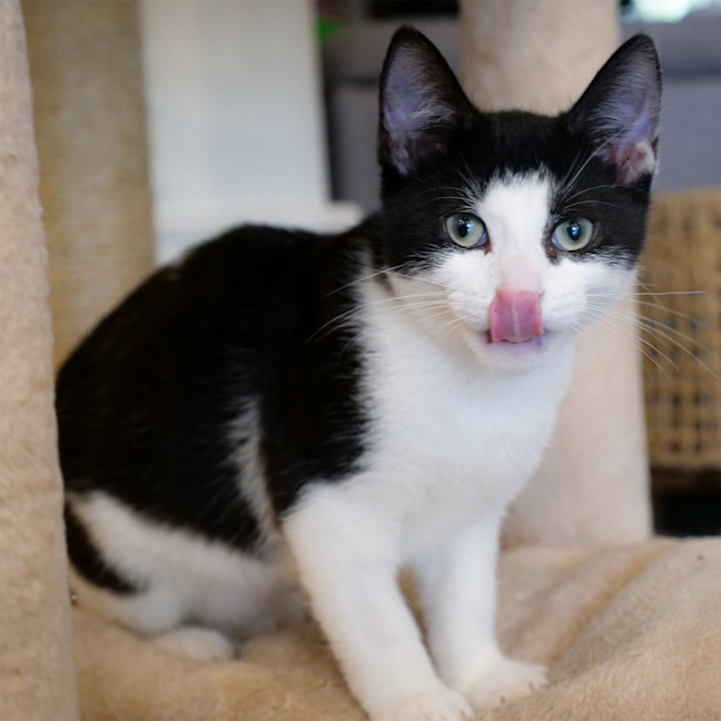 Photo of Domino