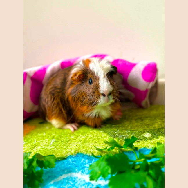 Photo of Chunk