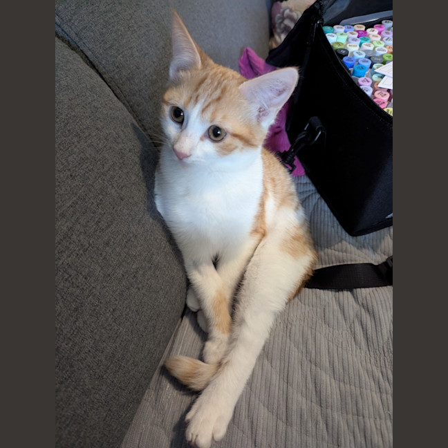 Photo of Ricette (Ricky)