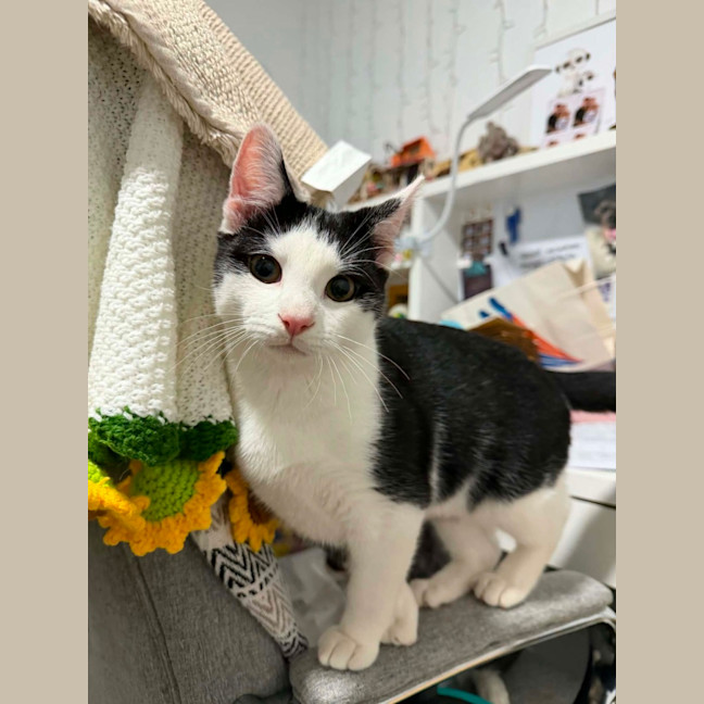 Photo of Oliver Meet Me@Petstock Carrum Downs Store