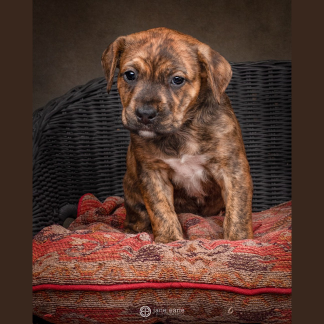 Photo of Sugar