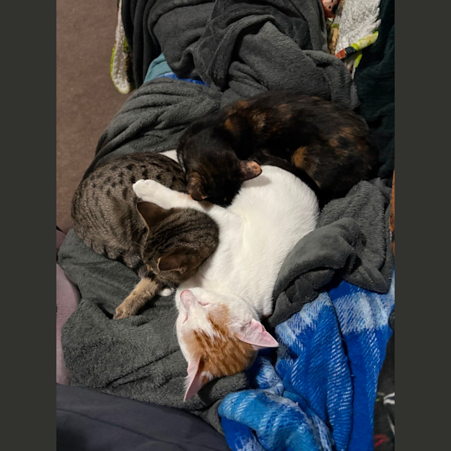 Photo of Bean **2nd Chance Cat Rescue**