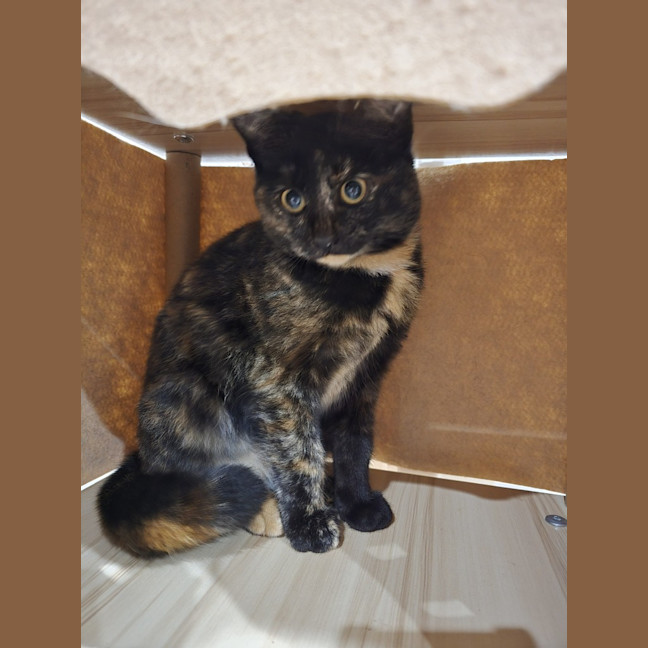 Photo of Ebony