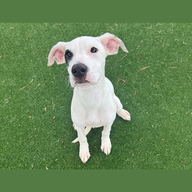 Photo of Aphrodite Imp 414