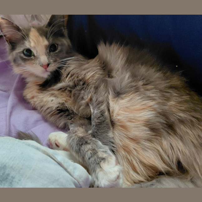Photo of Petunia