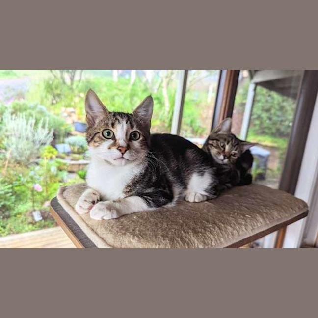 Photo of Ackee **2nd Chance Cat Rescue**