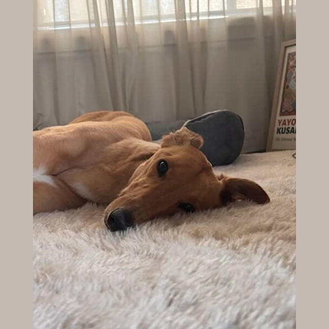 Photo of Josie