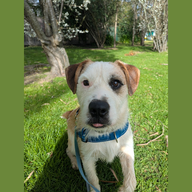 Photo of Scruffy