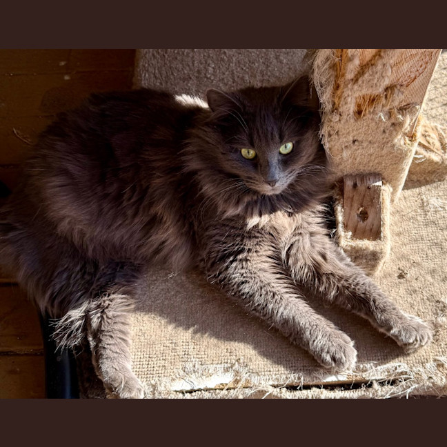 Photo of Anthony (Tony) Pawdain